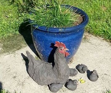 hönan med kycklingar